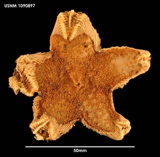 To NMNH Extant Collection (Hymenaster caelatus (1) 1090897)