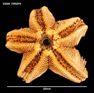 To NMNH Extant Collection (Hymenaster crucifer 1090594)