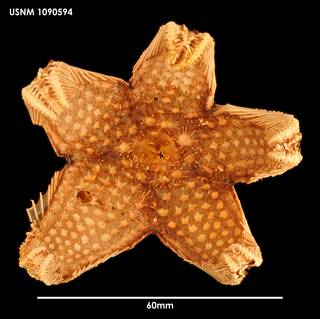 To NMNH Extant Collection (Hymenaster crucifer (1) 1090594)