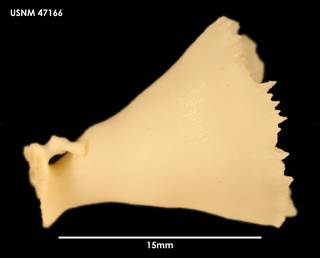 To NMNH Extant Collection (Cyathoceras irregularis (1) 47166)