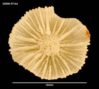 To NMNH Extant Collection (Cyathoceras irregularis (2) 47166)