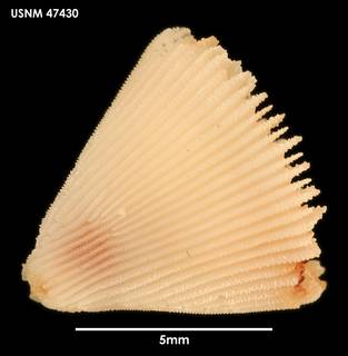 To NMNH Extant Collection (Sphenotrochus gardineri (2) 47430)