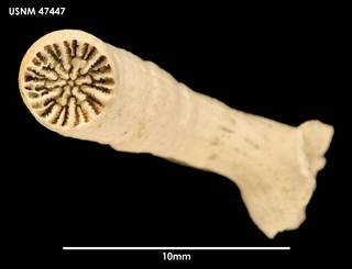 To NMNH Extant Collection (Stenocyathus vermiformis 47447)
