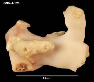 To NMNH Extant Collection (Lophelia pertusa (1) 47525)