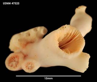 To NMNH Extant Collection (Lophelia pertusa (2) 47525)