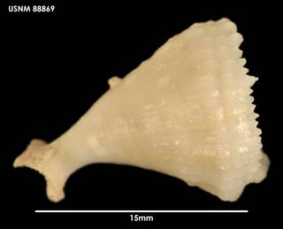 To NMNH Extant Collection (Crispatotrochus irregularis (2) 88869)