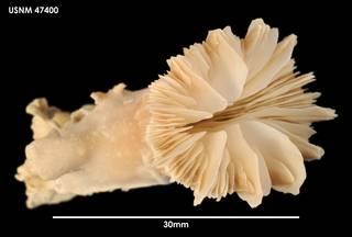 To NMNH Extant Collection (Desmophyllum dianthus (1) 47400)