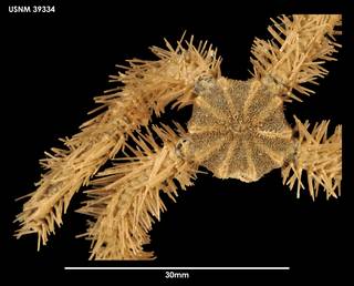 To NMNH Extant Collection (Ophiacantha porrecta (2) 39334)