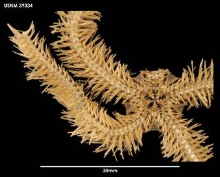 To NMNH Extant Collection (Ophiacantha porrecta (1) 39334)