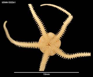 To NMNH Extant Collection (Amphioplus affinis (1) E52261)