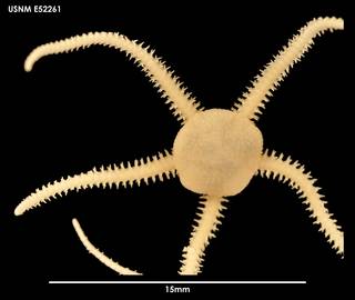To NMNH Extant Collection (Amphioplus affinis E52261)