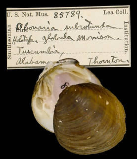 To NMNH Extant Collection (IZ MOL 85789 Obovaria subrotunda)