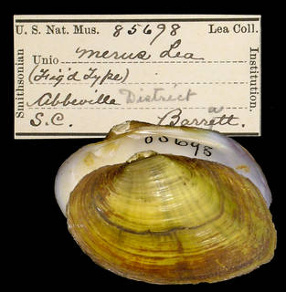 To NMNH Extant Collection (IZ MOL 85698 Unio merus Holotype)