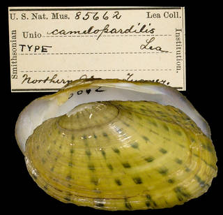 To NMNH Extant Collection (IZ MOL 85662 Unio camelopardilis Holotype)