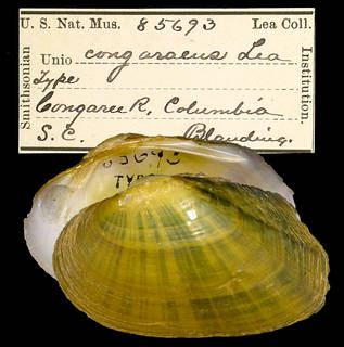 To NMNH Extant Collection (IZ MOL 85693 Unio congaraeus Holotype)