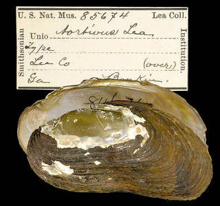 To NMNH Extant Collection (IZ MOL 85674 Unio tortivus Holotype)