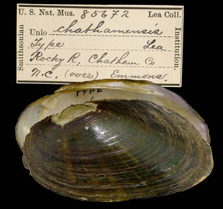 To NMNH Extant Collection (IZ MOL 85672 Unio chathamensis Holotype)