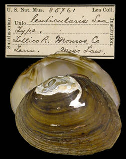 To NMNH Extant Collection (IZ MOL 85761 Unio lenticularis Holotype)