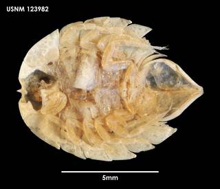 To NMNH Extant Collection (Serolis nototropis (1) 123982)