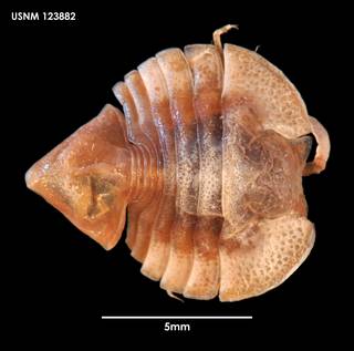 To NMNH Extant Collection (Glabroserolis abyssi 123882)