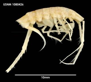 To NMNH Extant Collection (Melphidippidae antarctica 1080426)