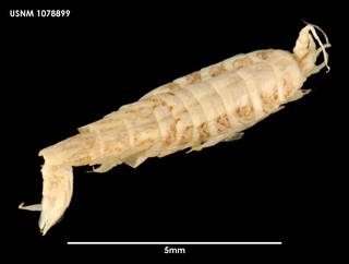 To NMNH Extant Collection (Prolaphystius isopodops (1) 1078899)