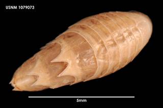 To NMNH Extant Collection (Acanthonotozoma sp (1) 1079073)