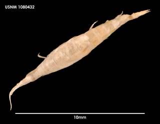 To NMNH Extant Collection (Prostebbingia brevicornis (1) 1080432)