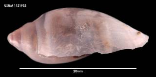 To NMNH Extant Collection (Marginella ealesae (2) 1121932)