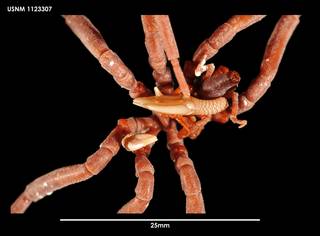 To NMNH Extant Collection (Ammothea gordonae (4) 1123307)