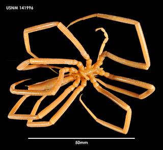 To NMNH Extant Collection (Colossendeis tortipalpis 141996)
