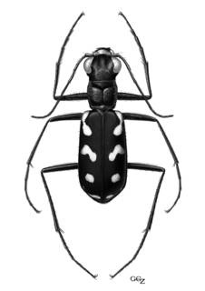 To NMNH Extant Collection (Illustration 000009)
