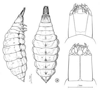 To NMNH Extant Collection (Illustration 000120)
