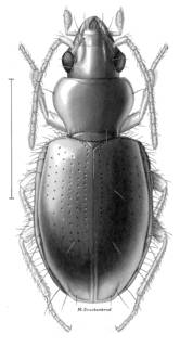 To NMNH Extant Collection (Illustration 000135A)