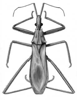 To NMNH Extant Collection (Illustration 000191)