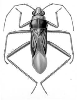 To NMNH Extant Collection (Illustration 000193)