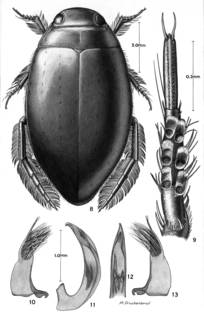 To NMNH Extant Collection (Illustration 000692)