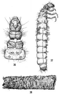 To NMNH Extant Collection (Illustration 000797)