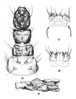 To NMNH Extant Collection (Illustration 000799)
