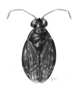 To NMNH Extant Collection (Illustration 001769)