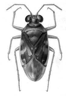 To NMNH Extant Collection (Illustration 001771)