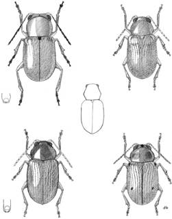 To NMNH Extant Collection (Illustration 001262)