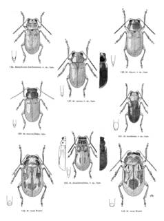 To NMNH Extant Collection (Illustration 001271)