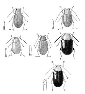 To NMNH Extant Collection (Illustration 001361)