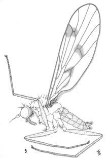 To NMNH Extant Collection (Illustration 002544)
