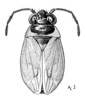 To NMNH Extant Collection (Illustration 001500)