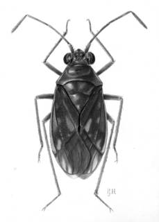 To NMNH Extant Collection (Illustration 001528)