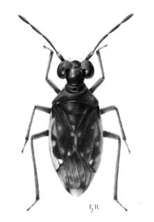 To NMNH Extant Collection (Illustration 001534)