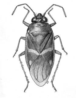 To NMNH Extant Collection (Illustration 001660)