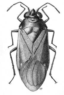 To NMNH Extant Collection (Illustration 001661)